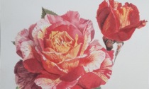 Alba: mostra “Rose e Fiori” fino al 17 gennaio in Biblioteca