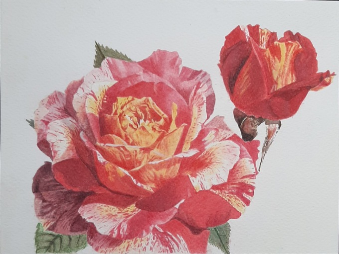 Alba: mostra “Rose e Fiori” fino al 17 gennaio in Biblioteca