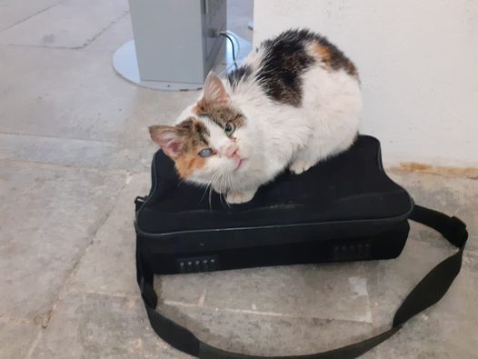 Gatta entra insieme agli alunni al liceo di Mondovì