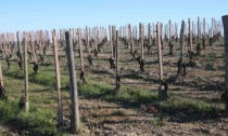 Stagione vitivinicola 2022 salvata dai temporali estivi, ma la siccità fa paura