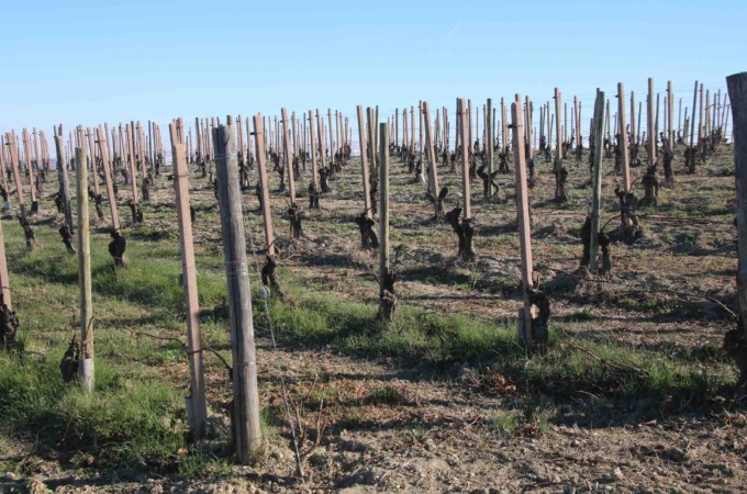 Stagione vitivinicola 2022 salvata dai temporali estivi, ma la siccità fa paura
