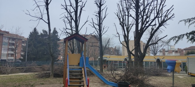 Ad Alba sono in corso le potature e la polizia di tutti gli alberi cittadini