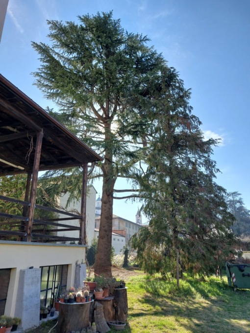 Una lettera contro la “sentenza di morte” del cedro del Museo Craveri