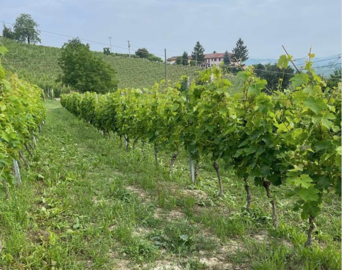 Aperto il bando per la ristrutturazione e la riconversione dei vigneti
