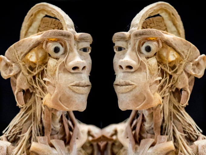 Real Human Bodies: quando in mostra ci sono veri corpi umani