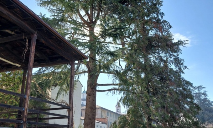 Bra: deciso l’abbattimento del cedro del Museo Craveri