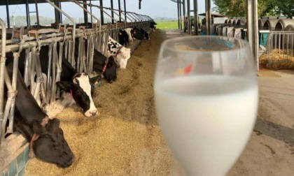 Cia Cuneo: "Settore del latte con futuro incerto, speriamo in un abbassamento dei costi di produzione"