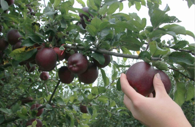 Come coniugare lo sviluppo dell’agricoltura e la sostenibilità secondo CIA Cuneo