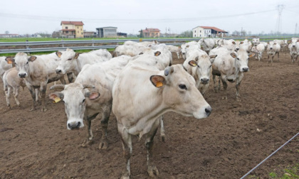 A Savigliano l'incontro di Confagricoltura Cuneo per fare il punto sulla razza bovina piemontese