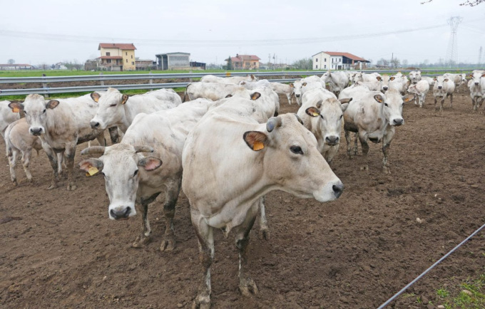 A Savigliano l’incontro di Confagricoltura Cuneo per fare il punto sulla razza bovina piemontese