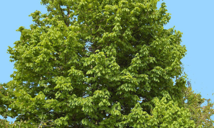 Abbattimenti indispensabili in Corso Giovanni XXIII: si tratta di alberi verdi e rigogliosi ma con diverse fragilità