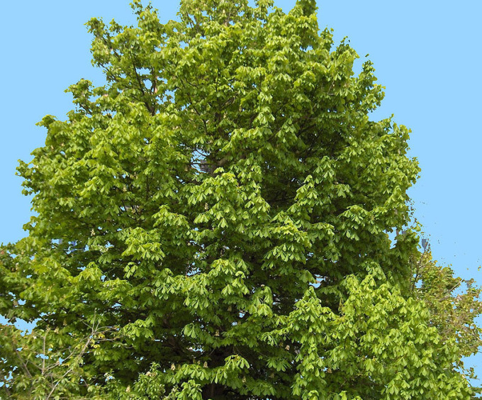 Abbattimenti indispensabili in Corso Giovanni XXIII: si tratta di alberi verdi e rigogliosi ma con diverse fragilità