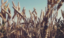 Cia lancia una raccolta firme per difendere il grano italiano