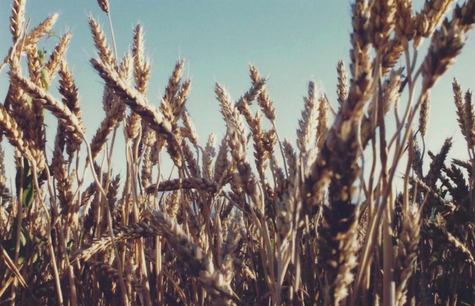Cia lancia una raccolta firme per difendere il grano italiano