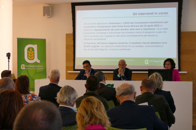 Confagricoltura, Psa: “I danni dell’arrivo della malattia in provincia di Cuneo sfiorerebbero il miliardo di euro”