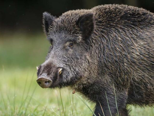 Peste suina africana: cabina di regia settimanale in Provincia a Cuneo