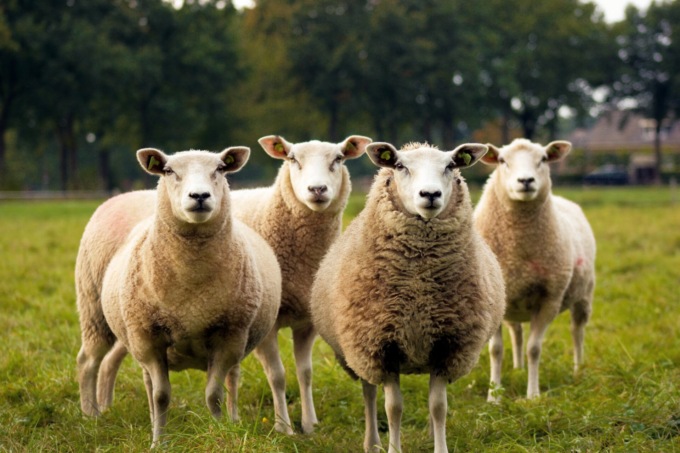 “Pura Lana Piemontese”: il progetto che si occupa dello stoccaggio e dello smaltimento della lana sucida