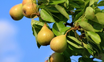 Siccità e pioggia mandano in tilt la frutta cuneese: crolla la produzione di pere (-80%) e ciliegie (-50%)