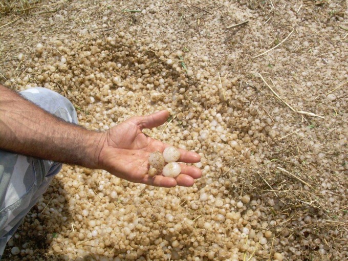 Danni dopo la grandinata, la Provincia chiede lo stato di calamità naturale