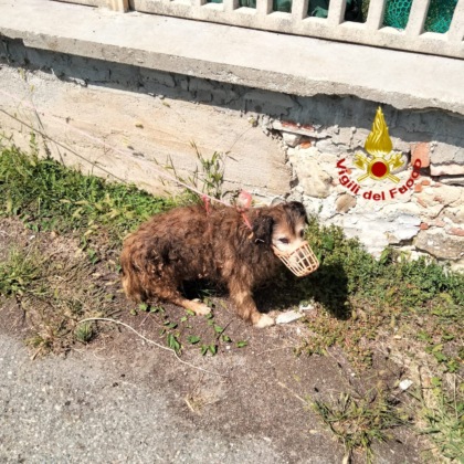 Cane cade in un canale idrico a Montanera