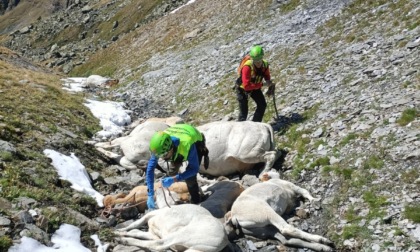 Recuperati una trentina di bovini deceduti negli alpeggi a Colle di Saint Veran