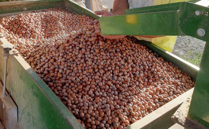 Nocciole, produzioni ridotte e rischio prezzi bassi: “Situazione molto difficile”