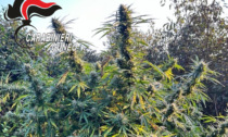 Scoperta una piantagione di Marijuana nei boschi del Cuneese