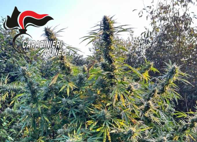 Scoperta una piantagione di Marijuana nei boschi del Cuneese