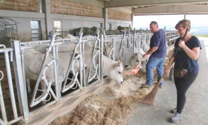 Cia Cuneo: “Gli allevamenti dei bovini di Razza Piemontese sono in forte crisi”