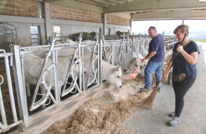 Cia Cuneo: “Gli allevamenti dei bovini di Razza Piemontese sono in forte crisi”