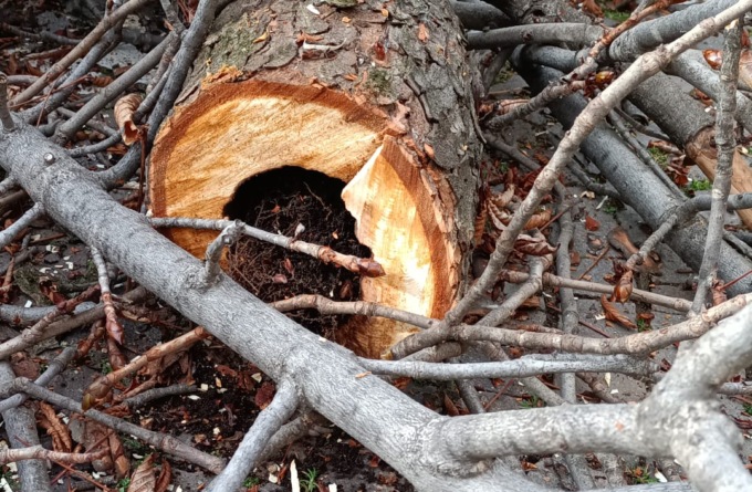 Abbattimento degli alberi a rischio caduta