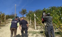 Caporalato nelle vigne delle Langhe: 40 lavoratori vittime di sfruttamento
