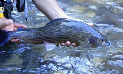 Pesca in provincia di Cuneo: occhio alle nuove regole e ai divieti