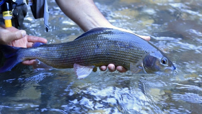 Pesca in provincia di Cuneo: occhio alle nuove regole e ai divieti