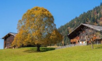 Regione Piemonte: sostegni per agriturismi e fattorie didattiche