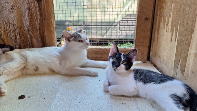 Troppe richieste, il Gattile di Cuneo è in difficoltà