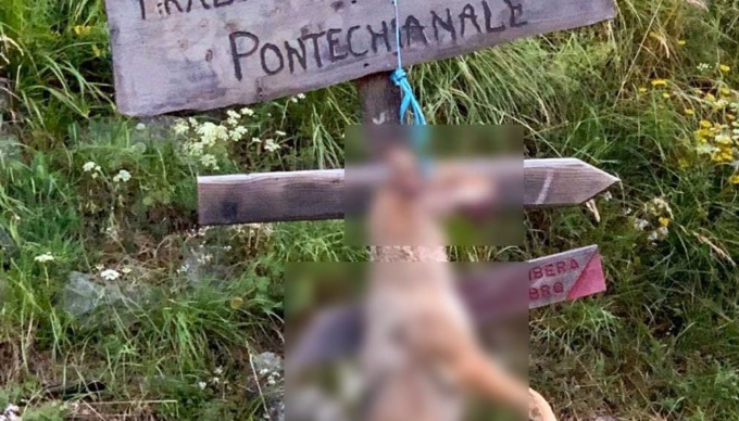 Lupo impiccato a Pontechianale: gli animalisti non si fermano