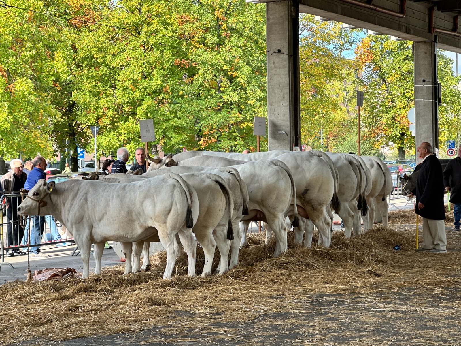 Rassegna_Bovina_10_2024 (9)