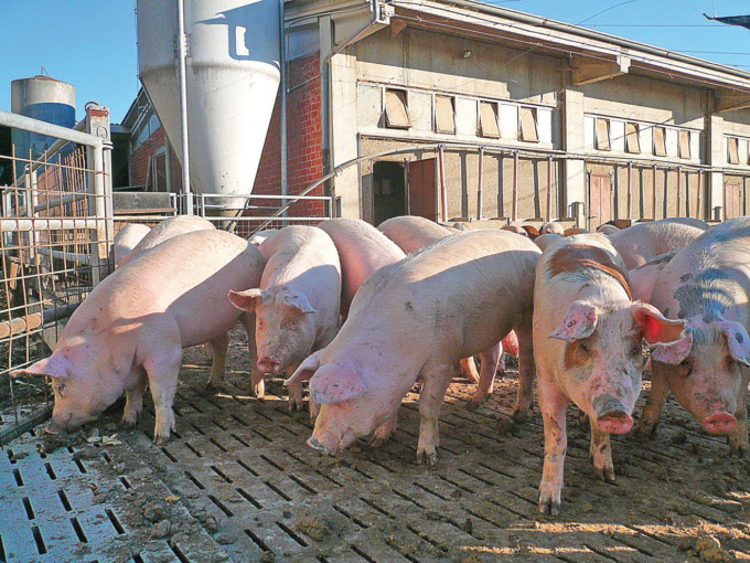 DOP suinicole, “Necessario rinviare ancora le verifiche in allevamento”