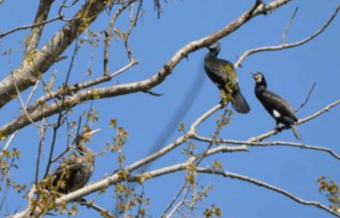 Tutela equilibrio ecologico degli ambienti fluviali: la Provincia approva il piano di contenimento del cormorano