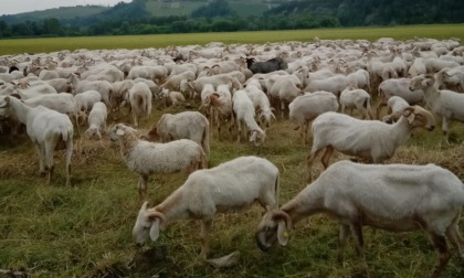 Alba: in arrivo un gregge di mille pecore per la manutenzione del parco Tanaro