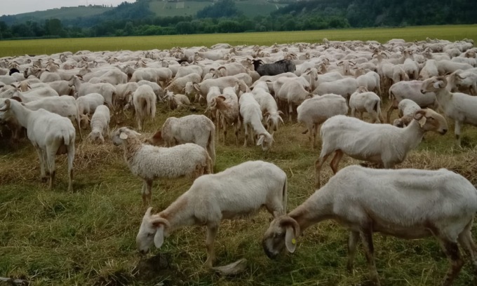 Alba: in arrivo un gregge di mille pecore per la manutenzione del parco Tanaro