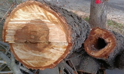 Cuneo, al via l’abbattimento di alberi ammalorati in città e nelle frazioni