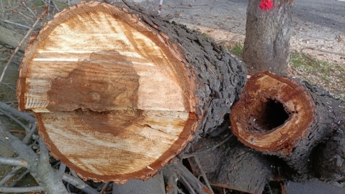 Cuneo, al via l’abbattimento di alberi ammalorati in città e nelle frazioni