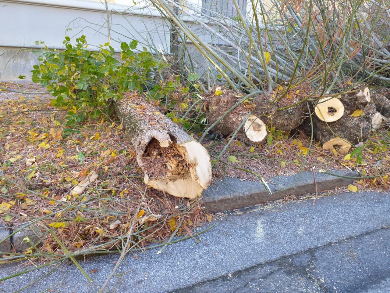 Piazza Cottolengo, prosegue la riqualificazione: nuova pavimentazione e sostituzione delle alberate