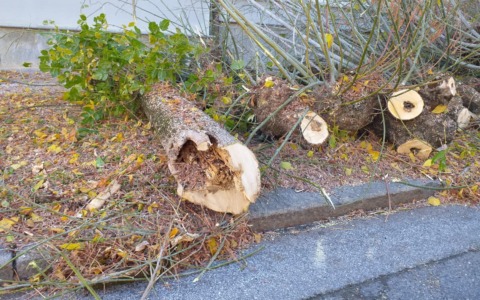 Piazza Cottolengo, prosegue la riqualificazione: nuova pavimentazione e sostituzione delle alberate