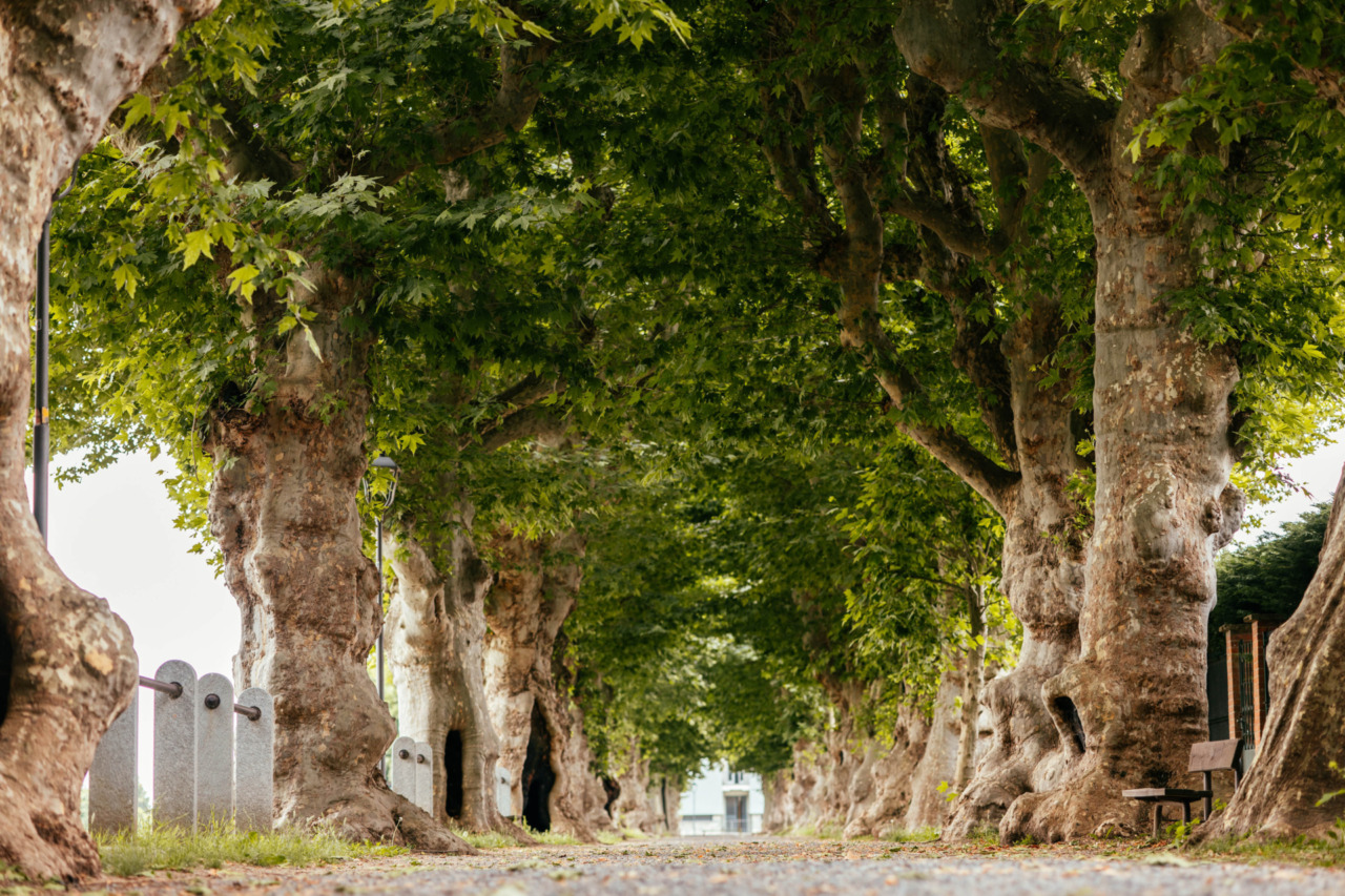 Cherasco protagonista di Green Up