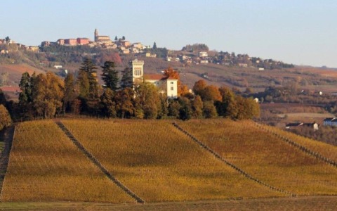Crisi del vino piemontese, un allarme che riguarda anche il Cuneese