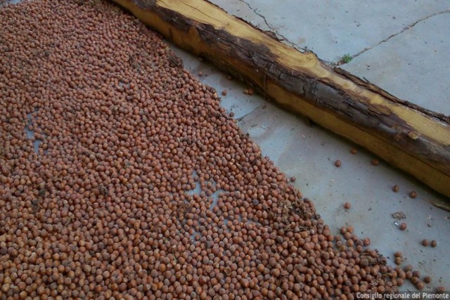 Crisi della nocciola piemontese in Consiglio regionale: chiesto intervento urgente a sostegno della filiera