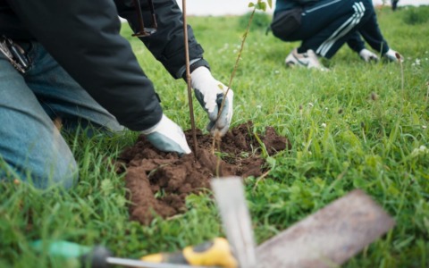 Cuneo, in arrivo 30 nuovi platani: prosegue il piano di potenziamento del verde urbano